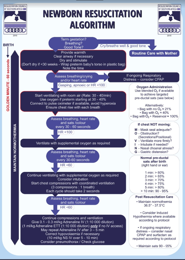 Neonatal Resuscitation Algorithm.png