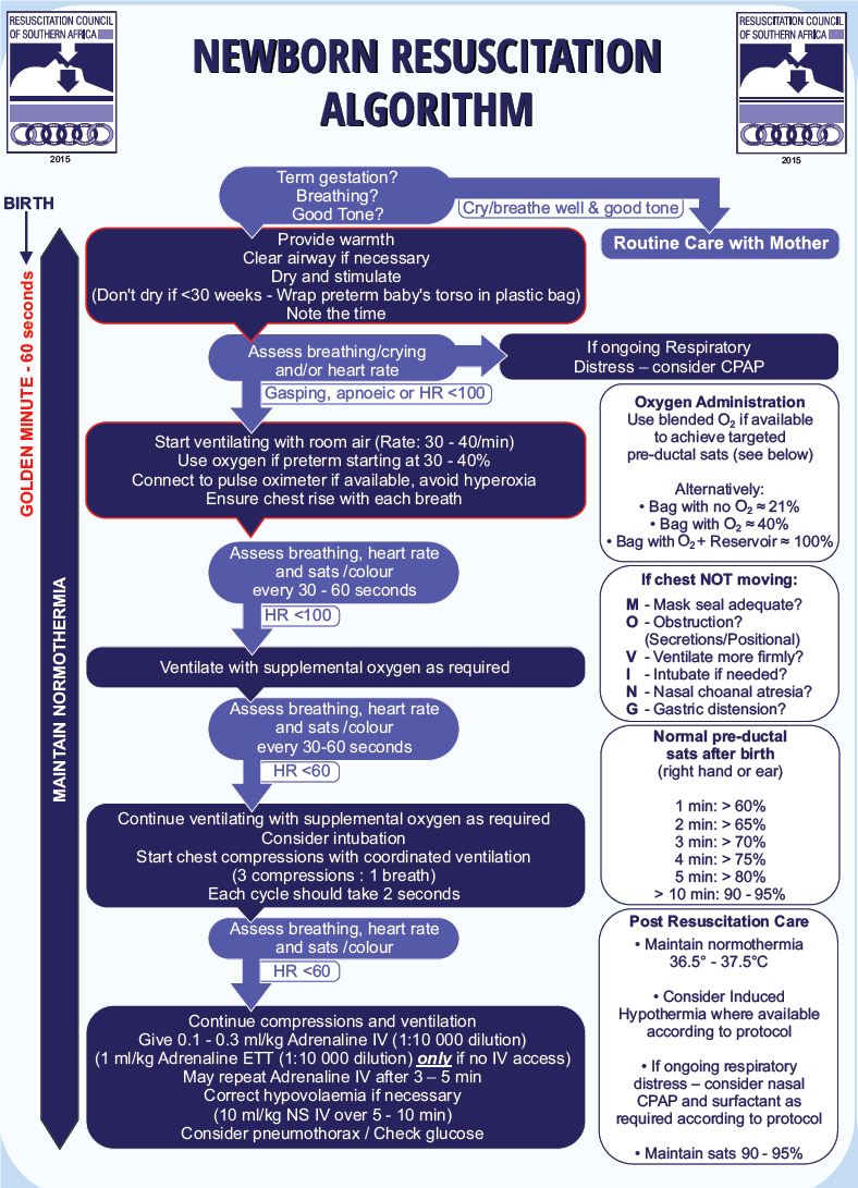 Newborn resuscitation algorithm.png